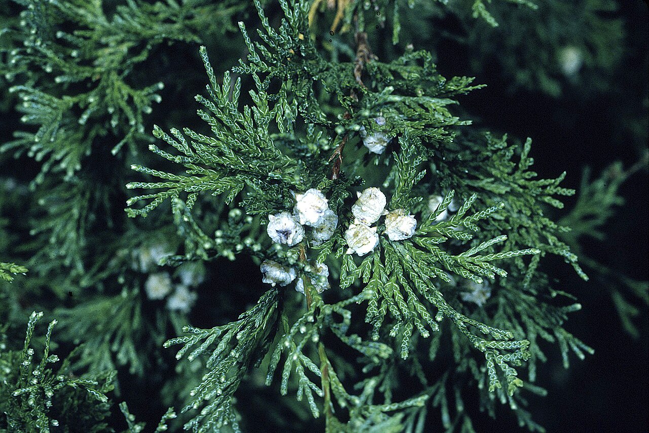 Chamaecyparis thyoides