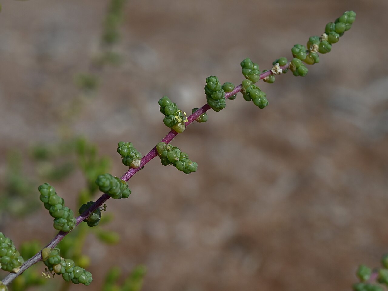 Salsola foetida