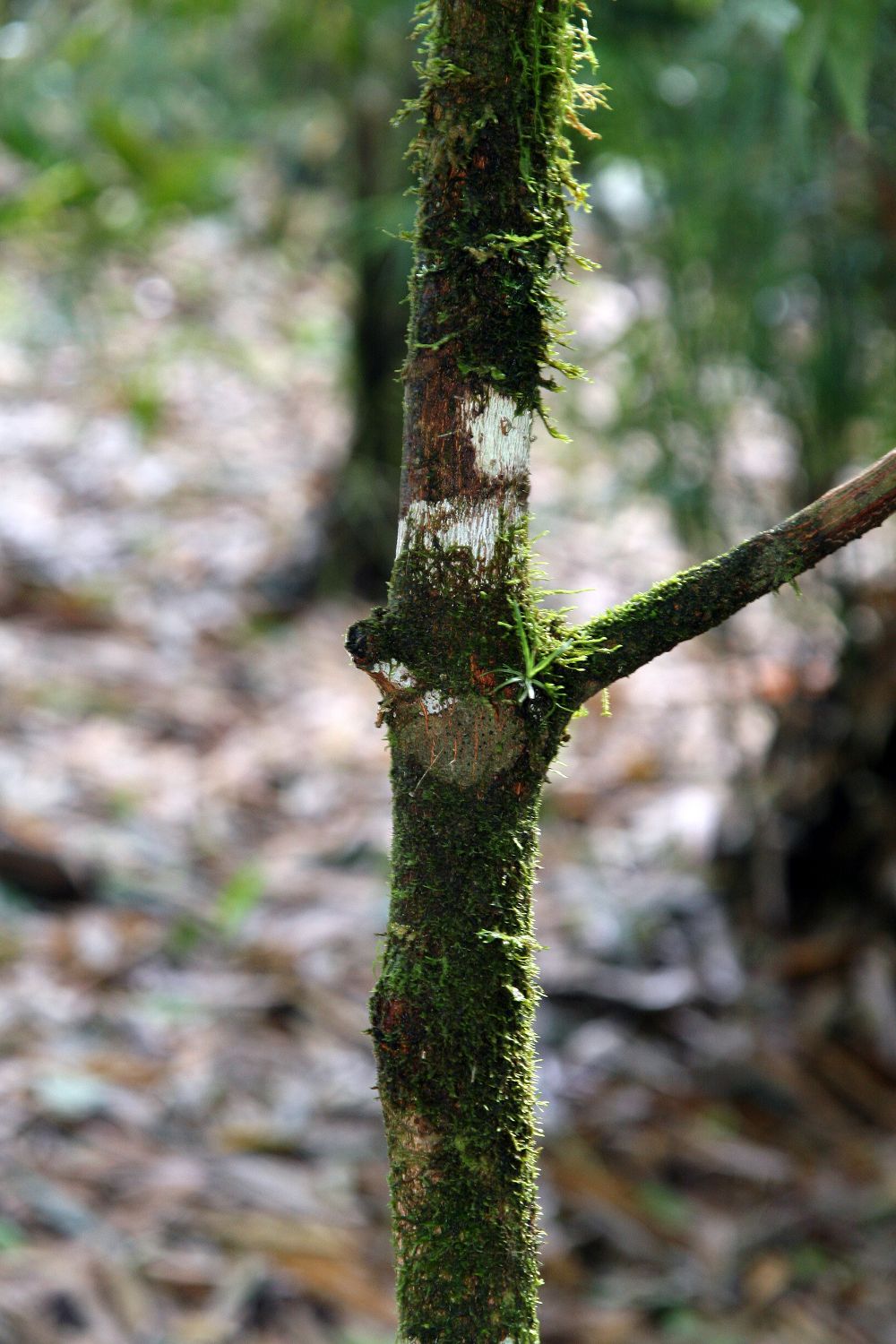 Erythroxylum macrophyllum