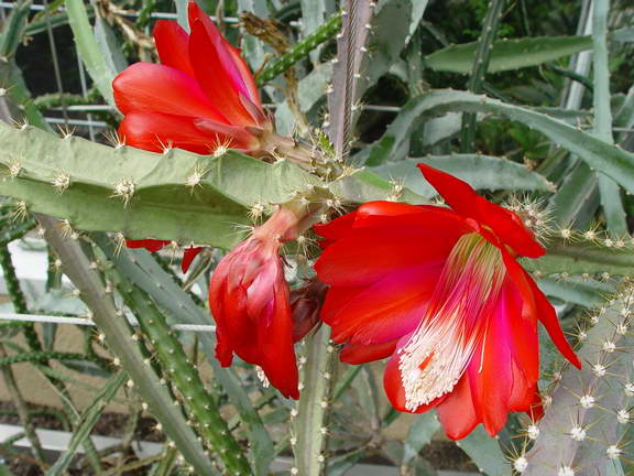 Disocactus schrankii