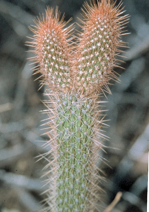 Facheiroa squamosa