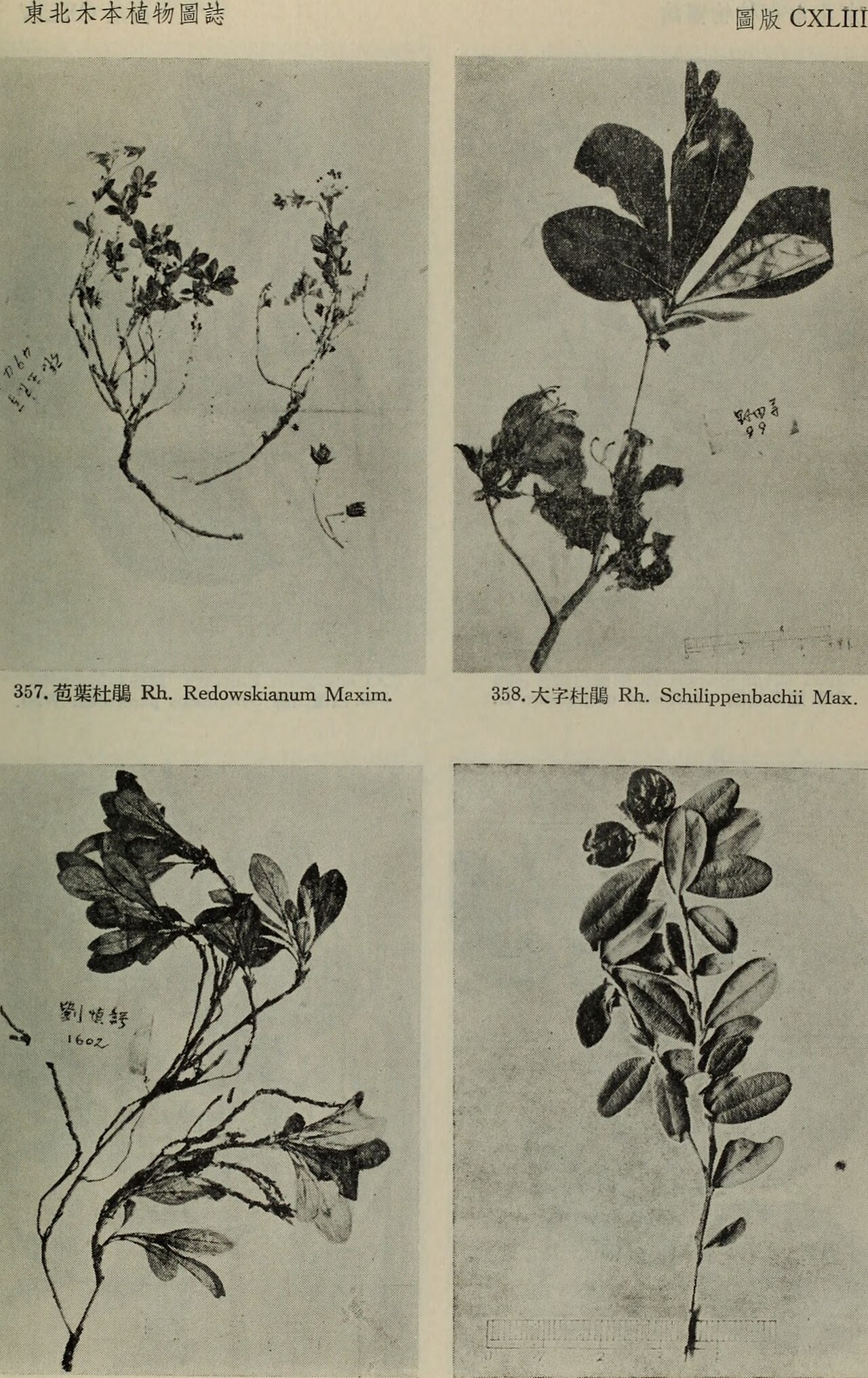 Arctostaphylos rubra
