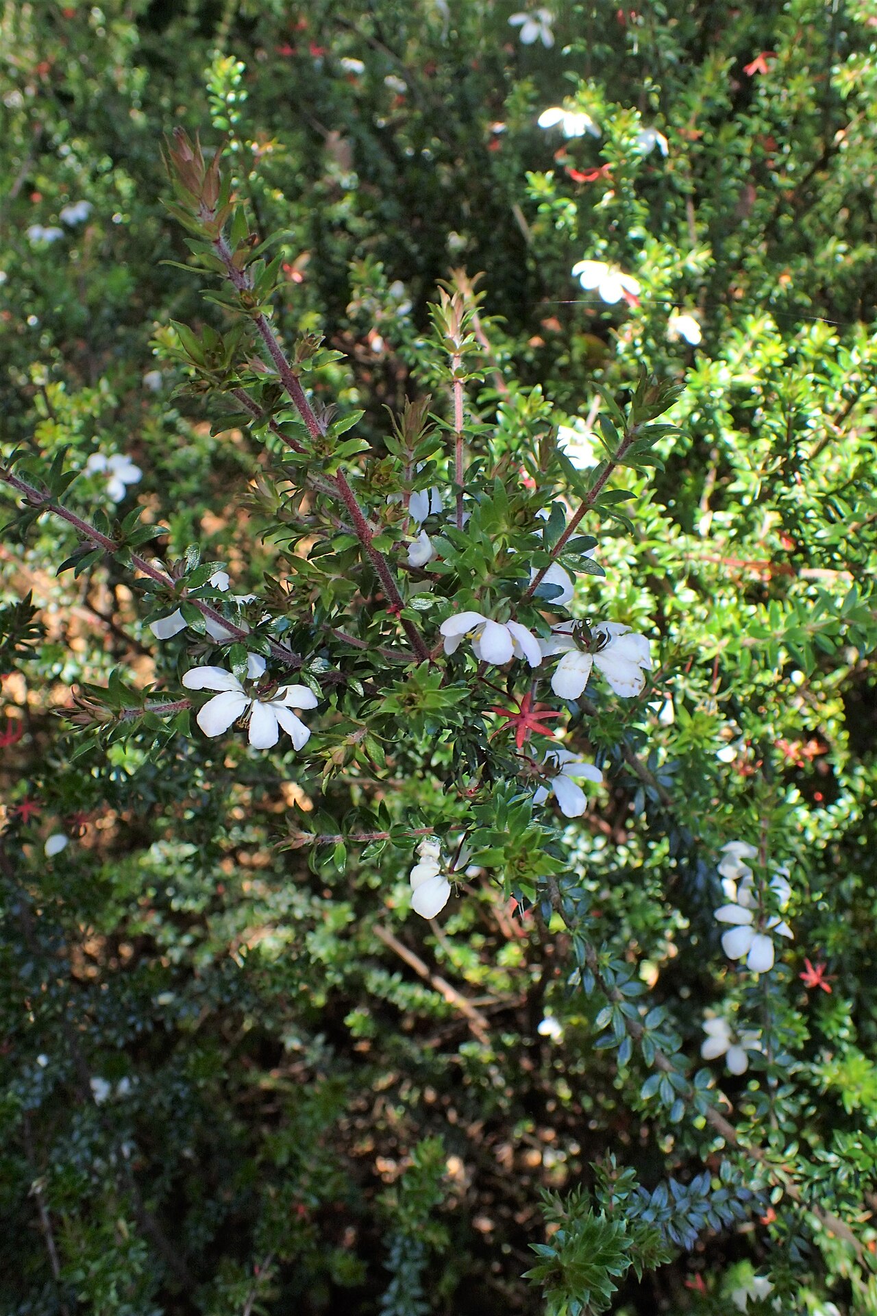 River rose
