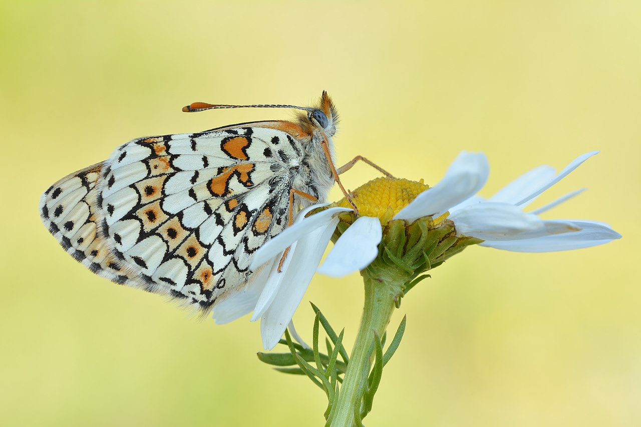 Chamomile
