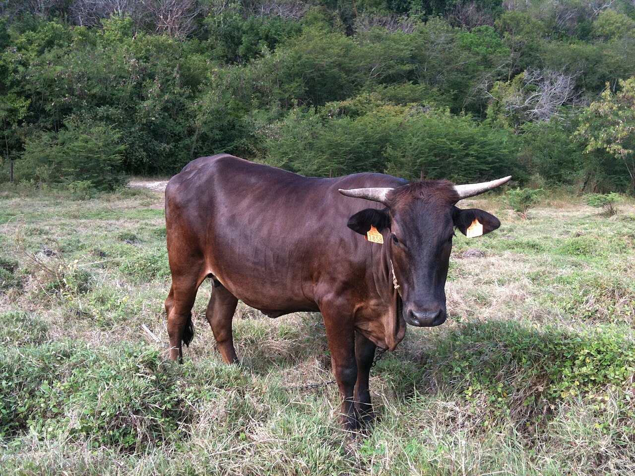 Créole cattle
