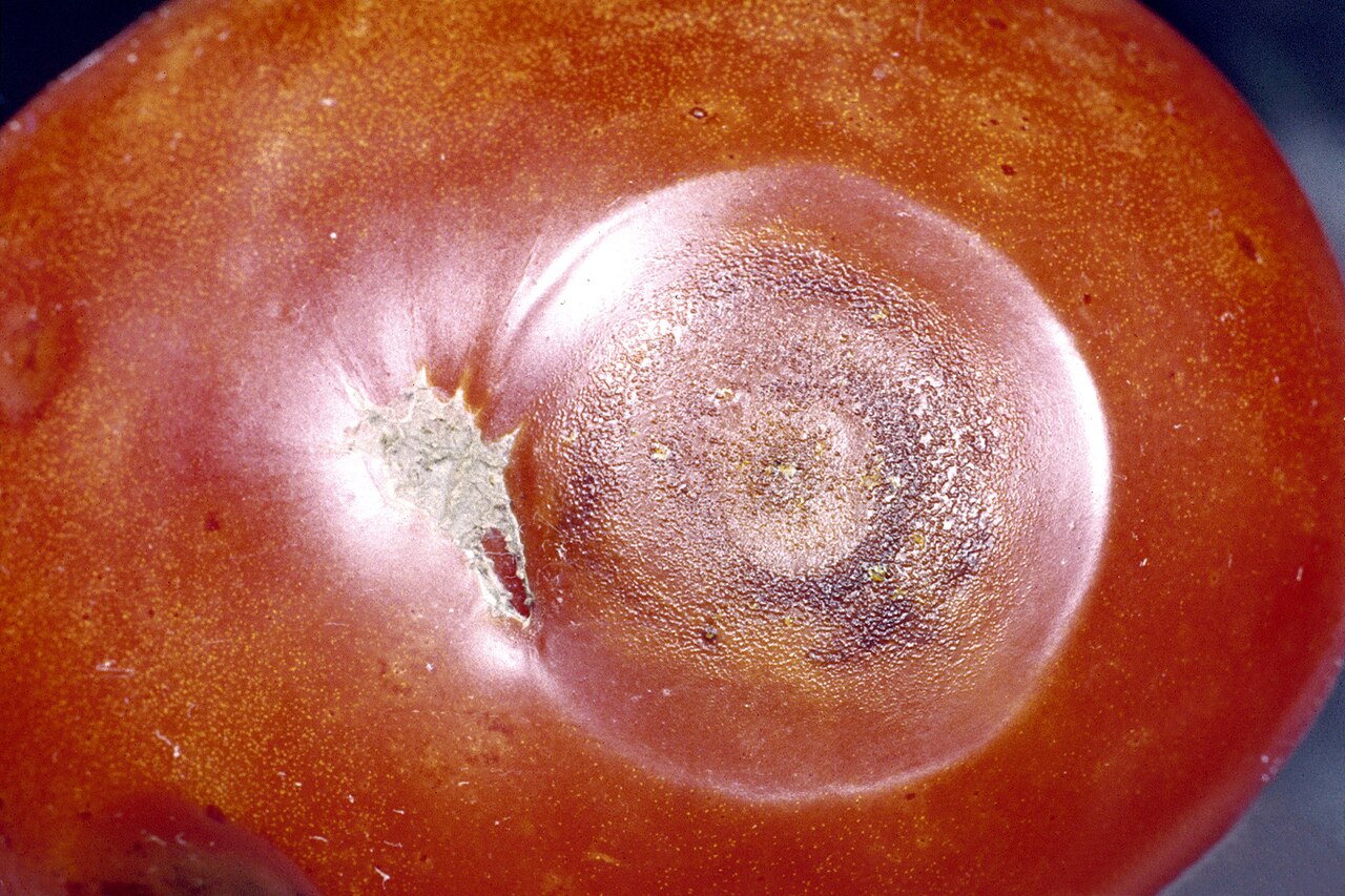 Colletotrichum coccodes