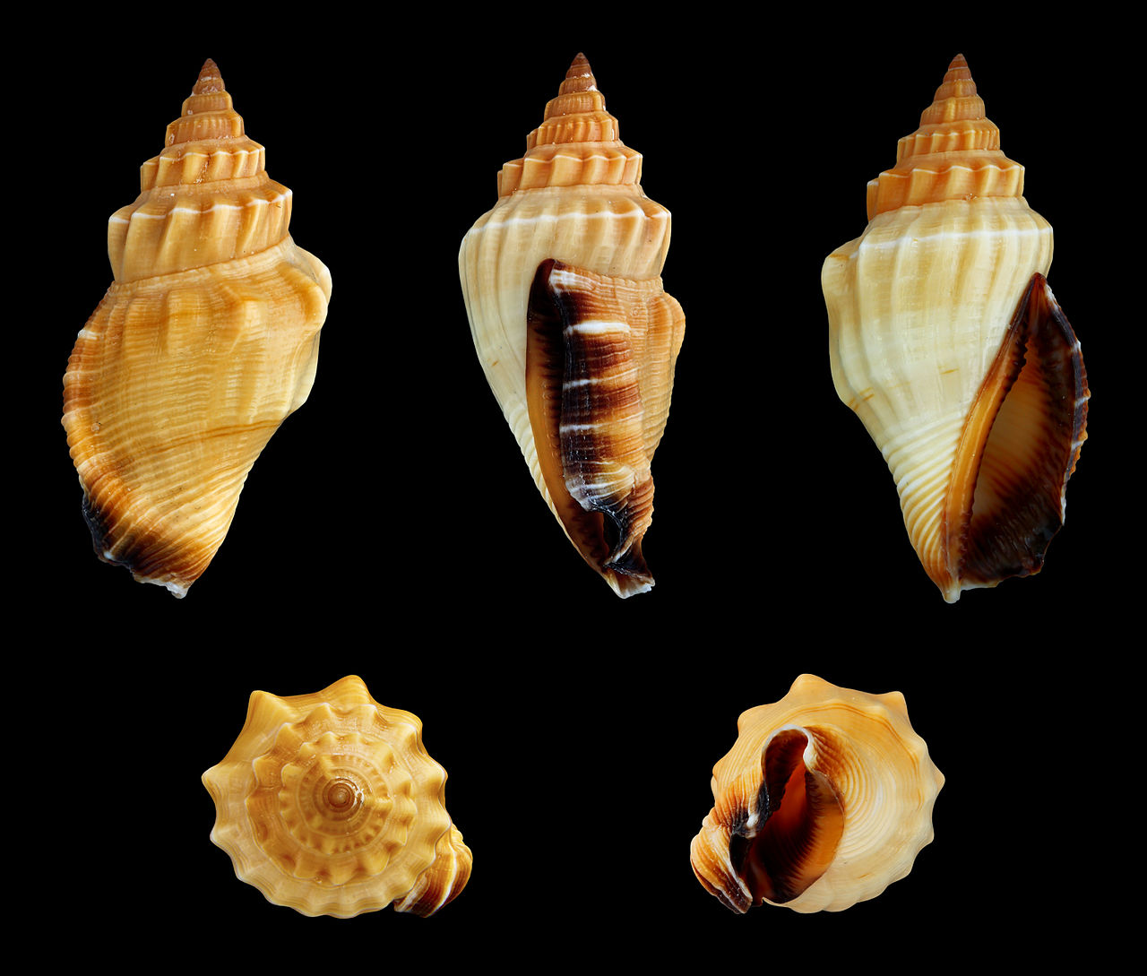 Canarium erythrinum