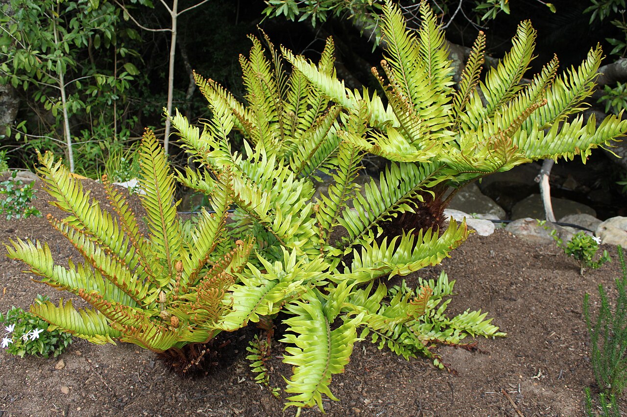 Lomariocycas tabularis
