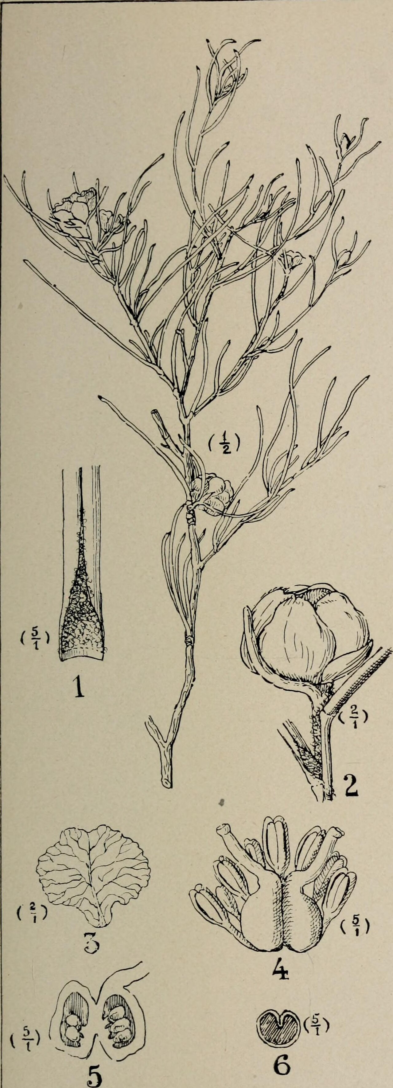Hibbertia crispula
