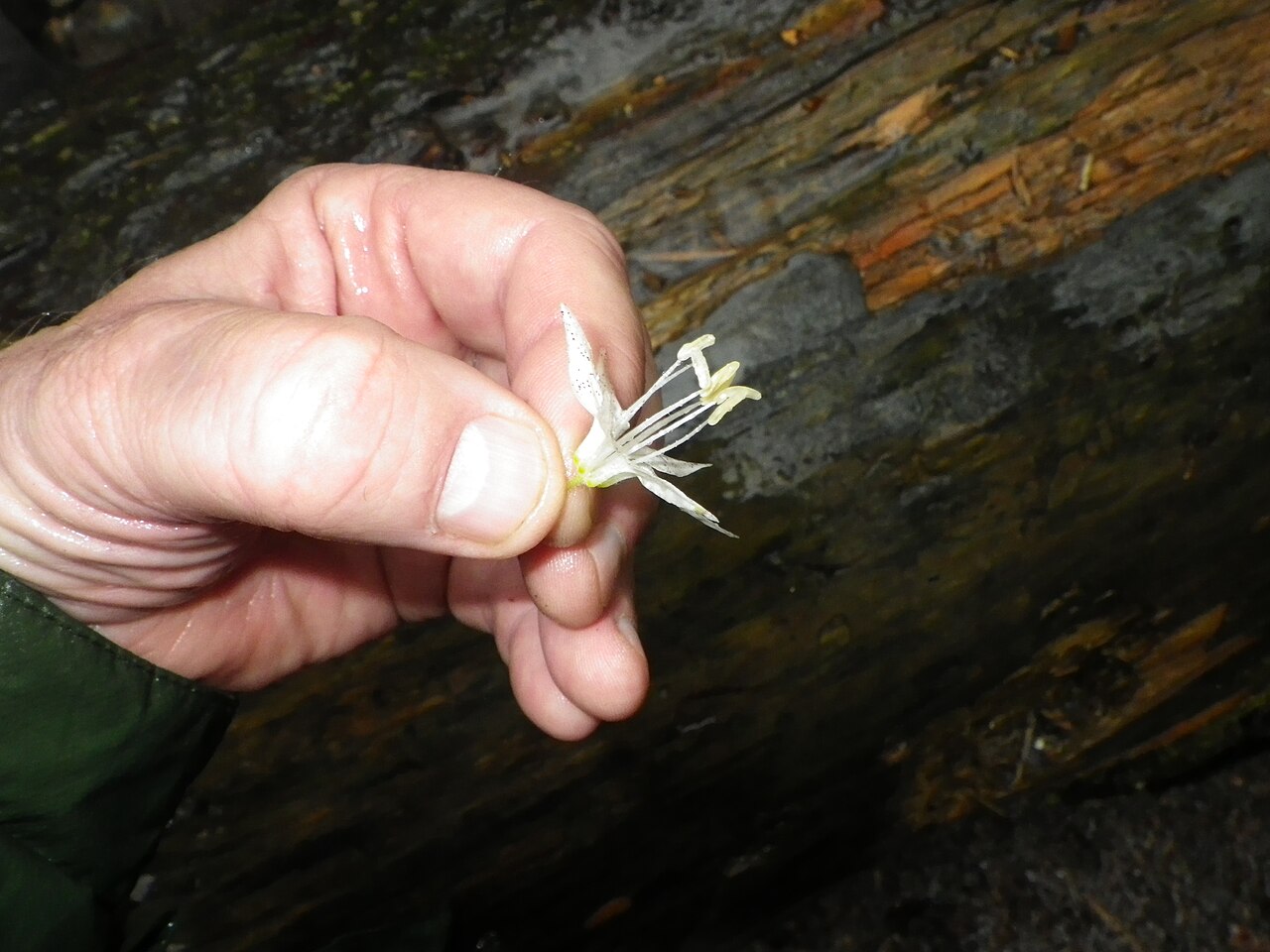 Prosartes maculata