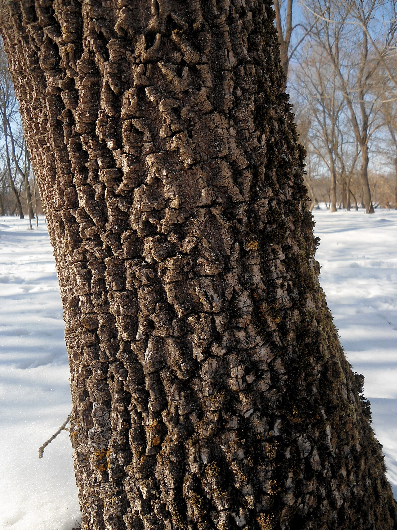 Fraxinus pallisiae