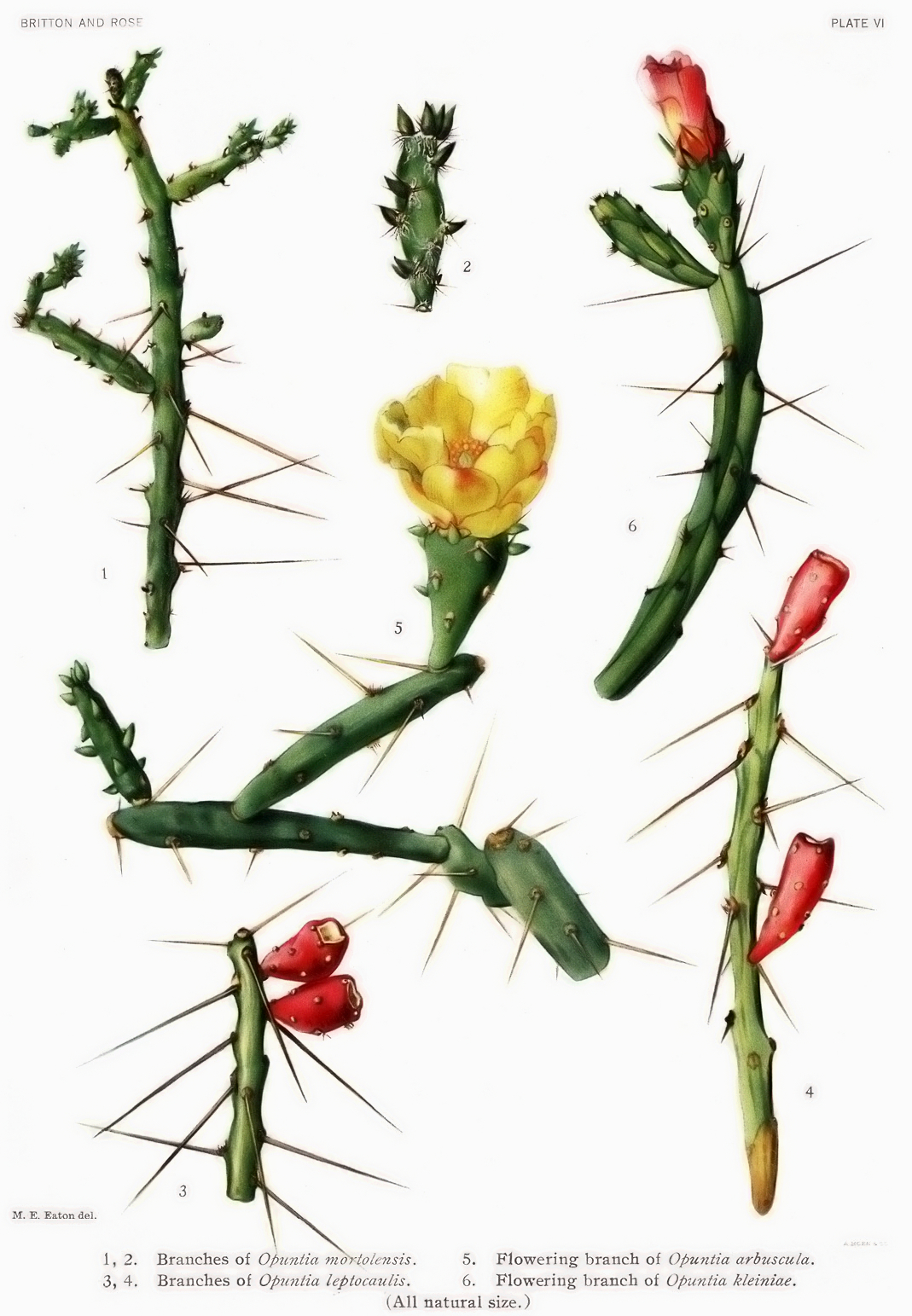Cylindropuntia mortolensis