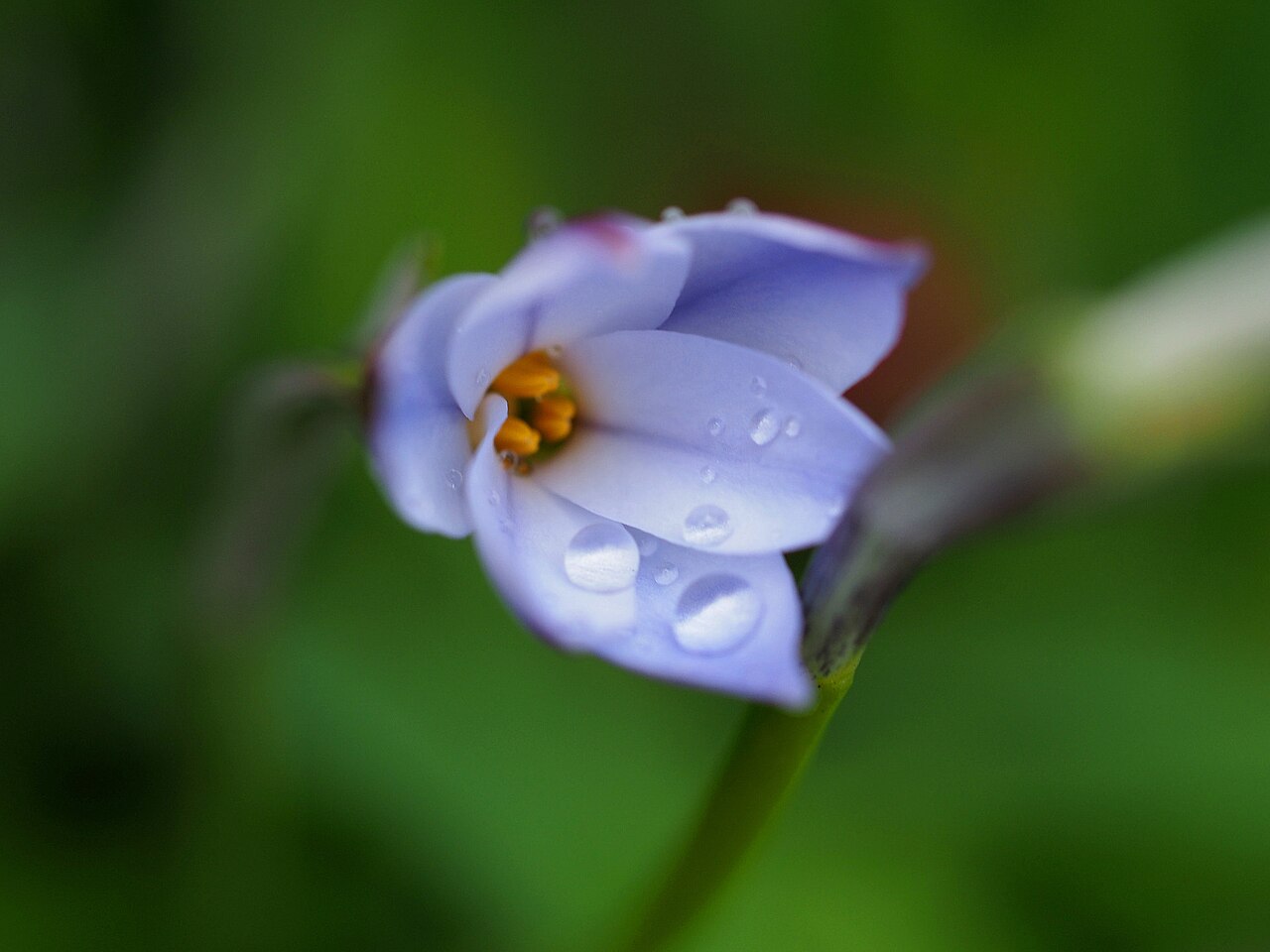 Ipheion uniflorum
