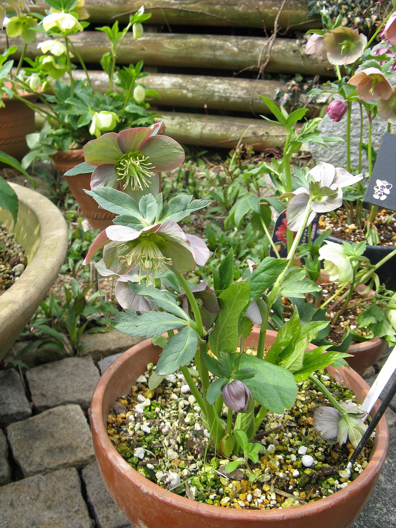 Helleborus purpurascens