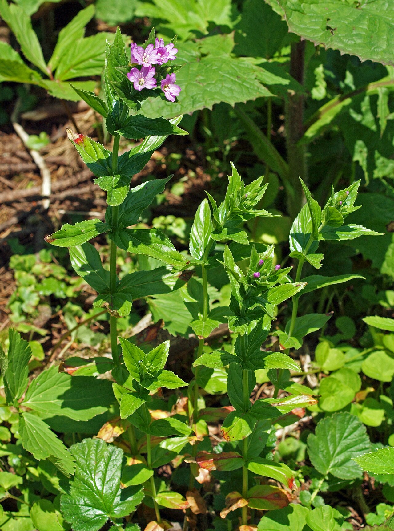 Epilobium alpestre