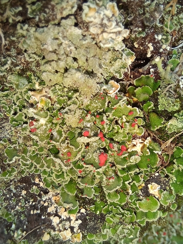 Cladonia ahtii