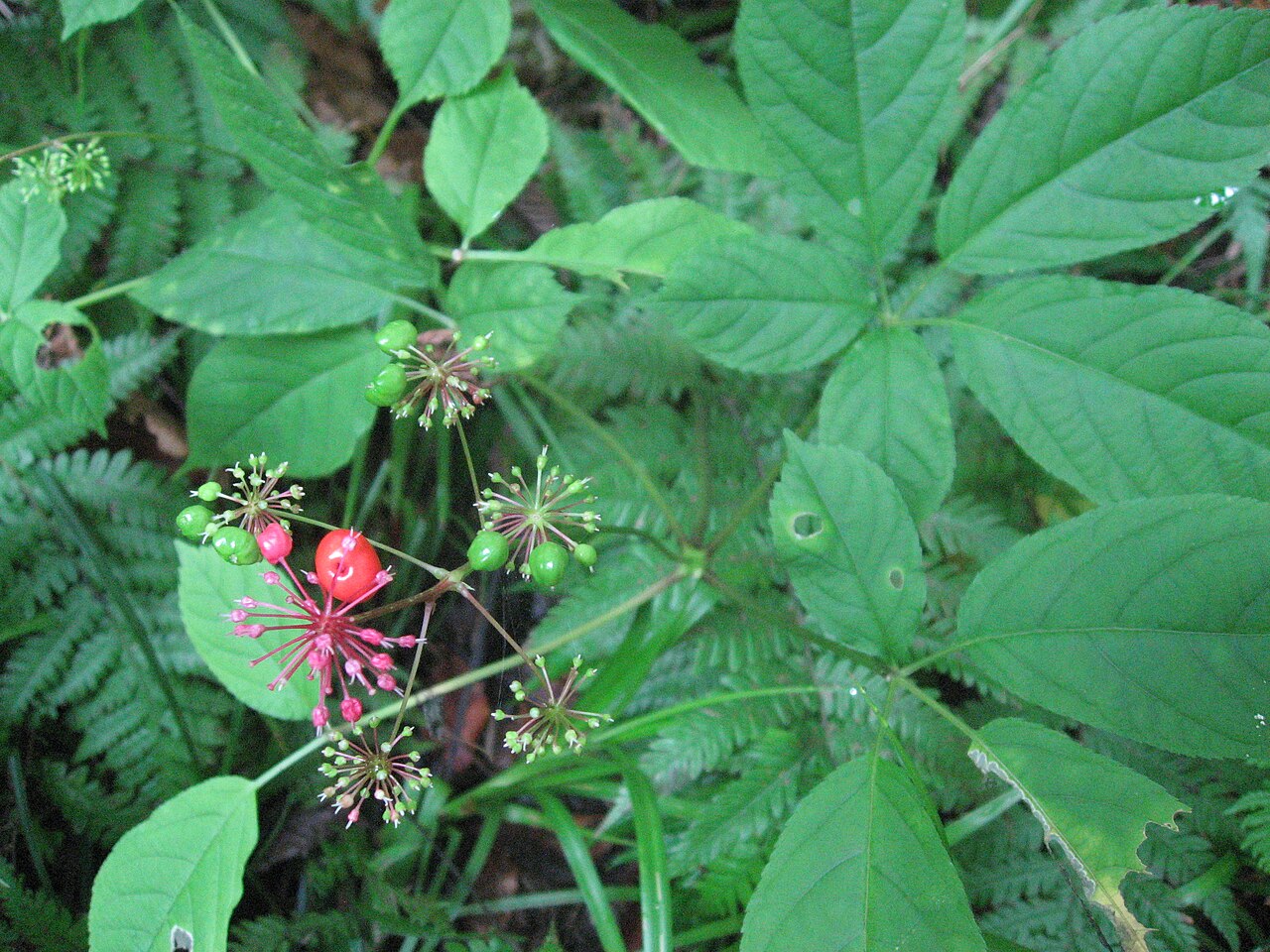 Panax japonicus
