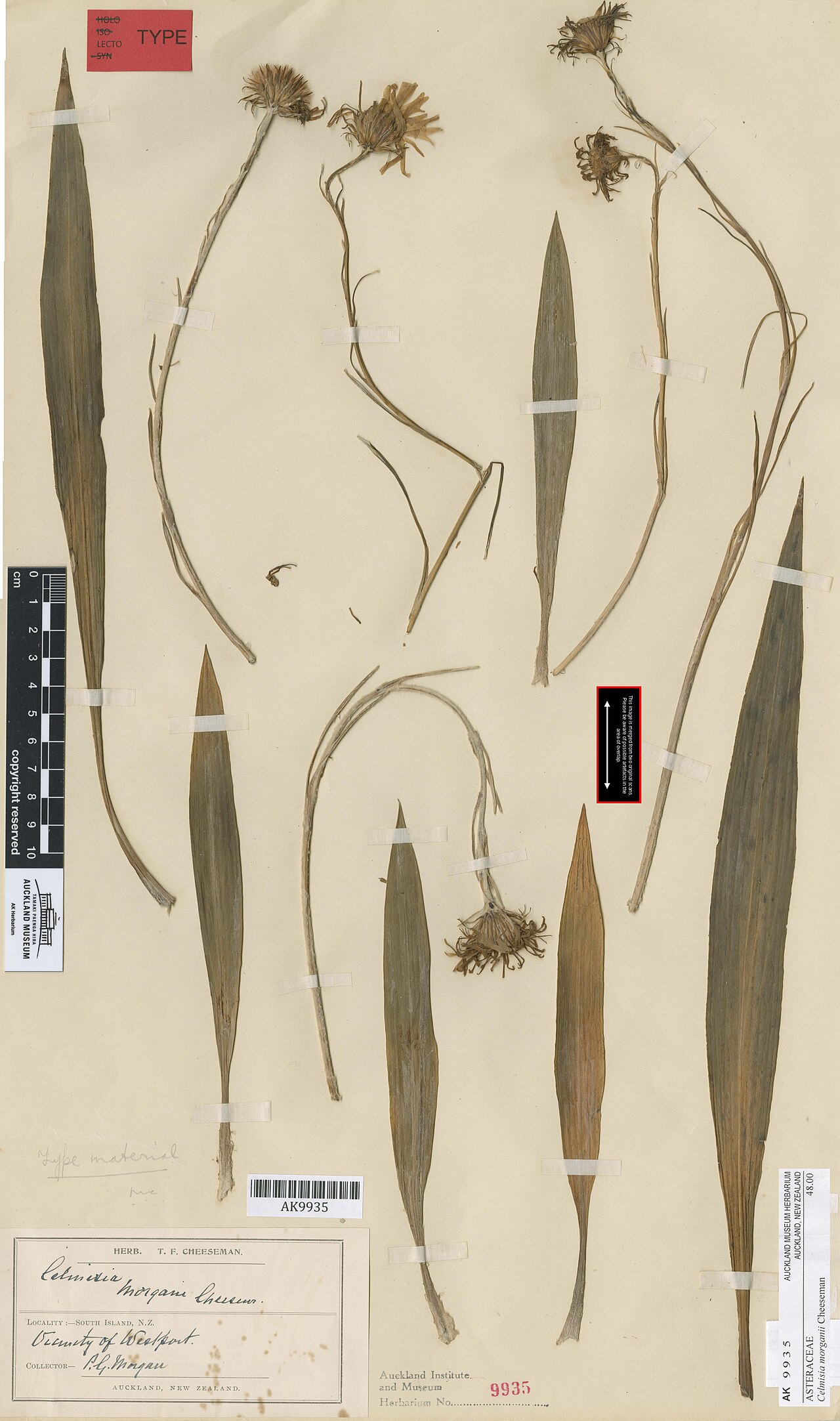 Celmisia morganii