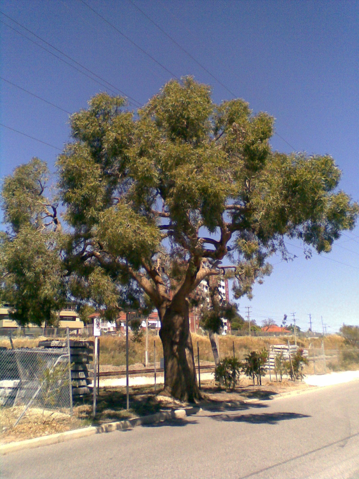 Coastal blackbutt pricklybark or dwutta