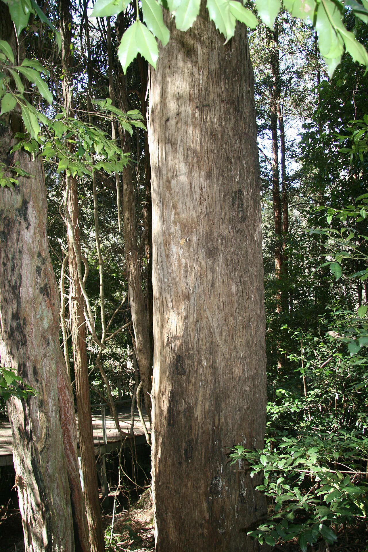 Blue Mountains ash