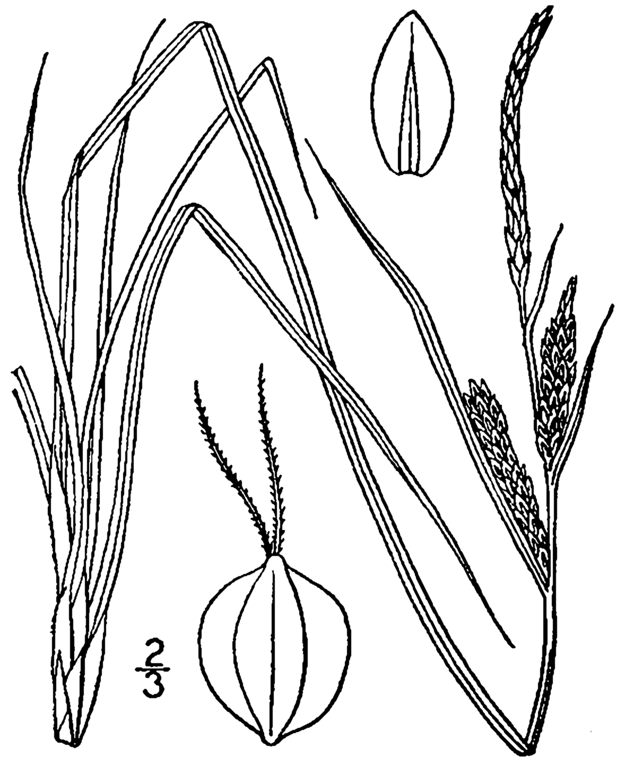 Carex nigra