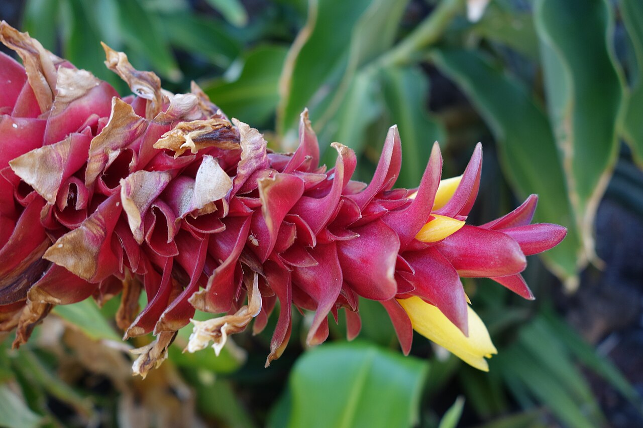 Costus barbatus