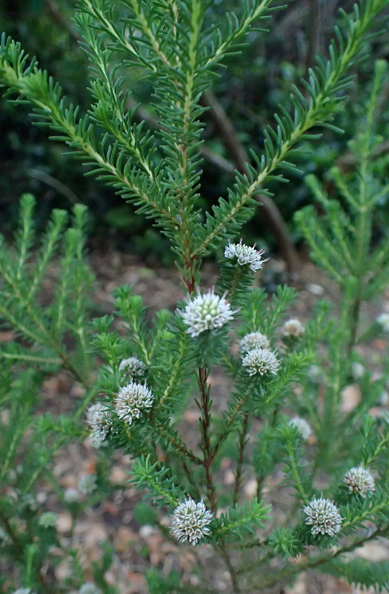 Darwinia diosmoides