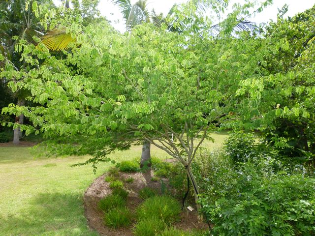 Chloroleucon tortum