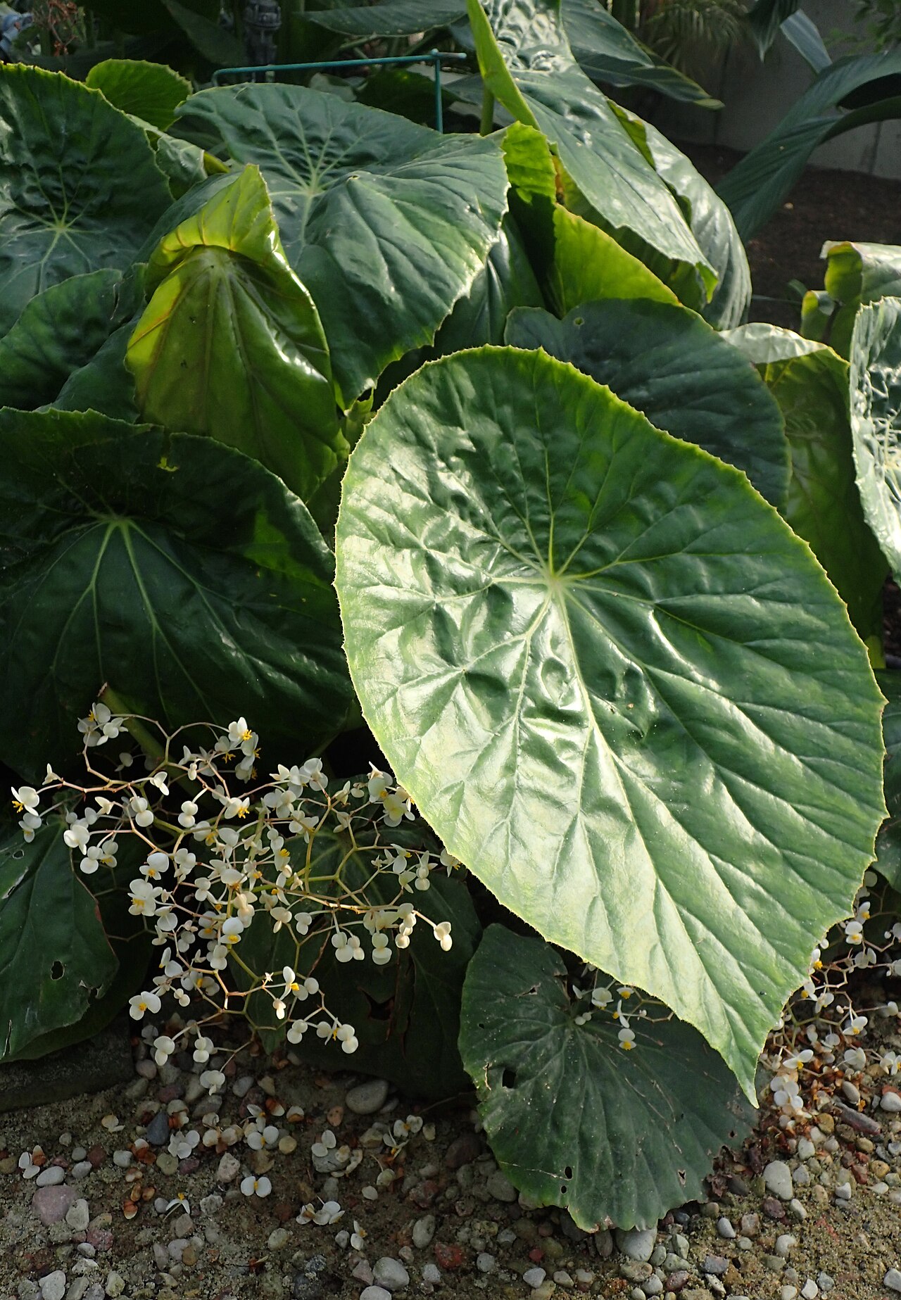 Begonia nelumbiifolia