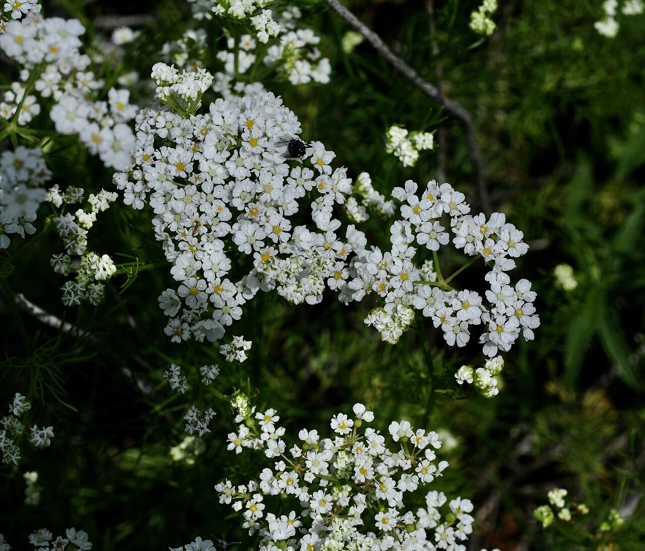 Atrema americanum
