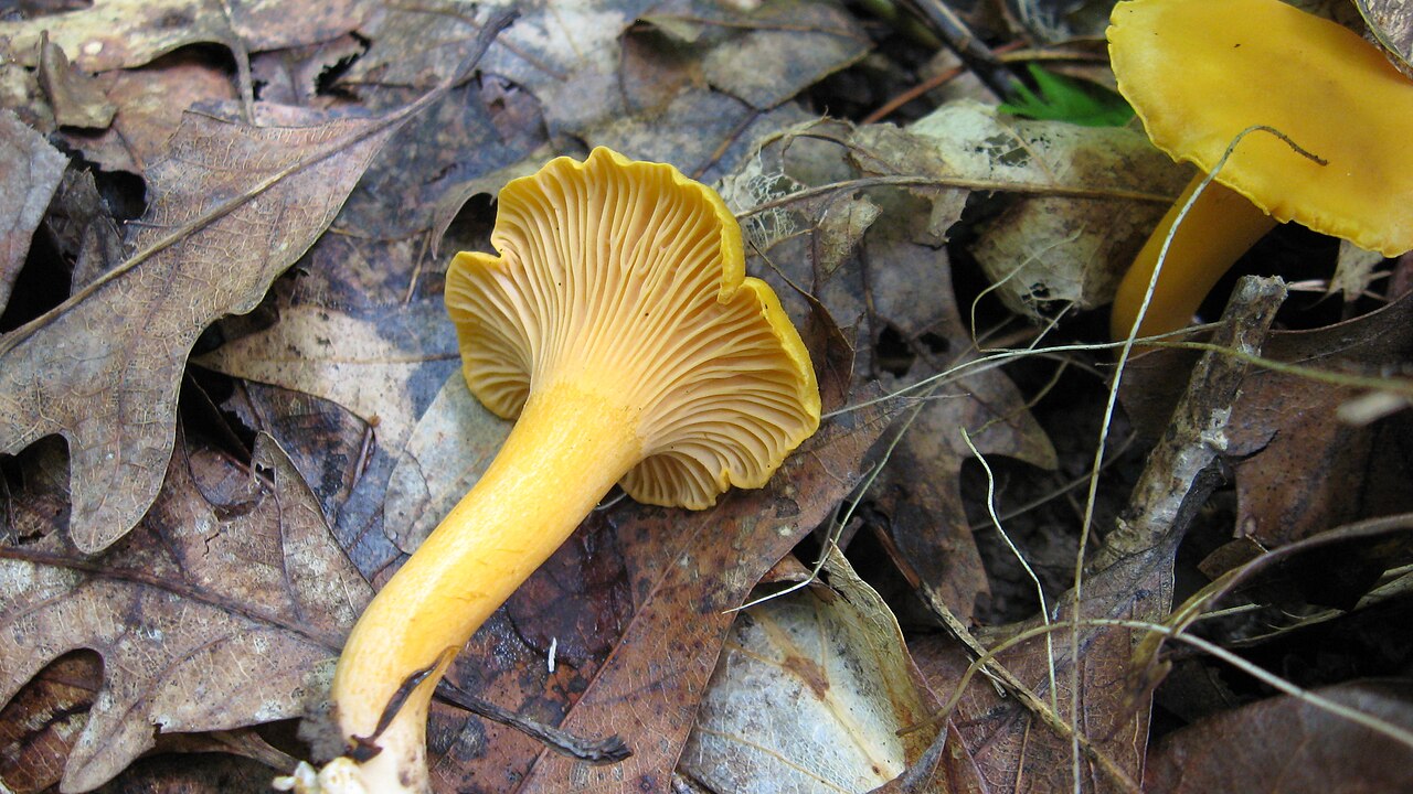 Cantharellus spectaculus