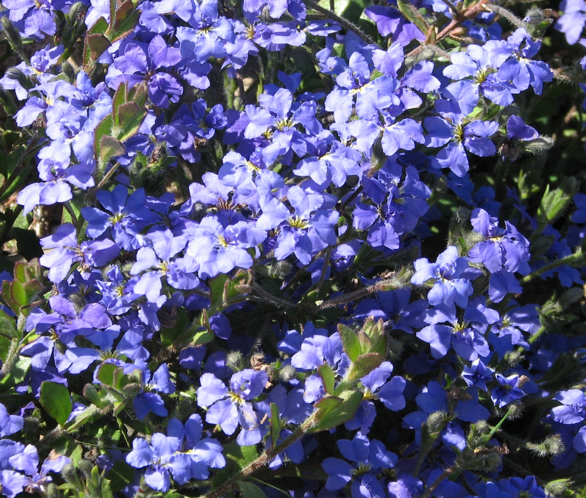 Dampiera linearis