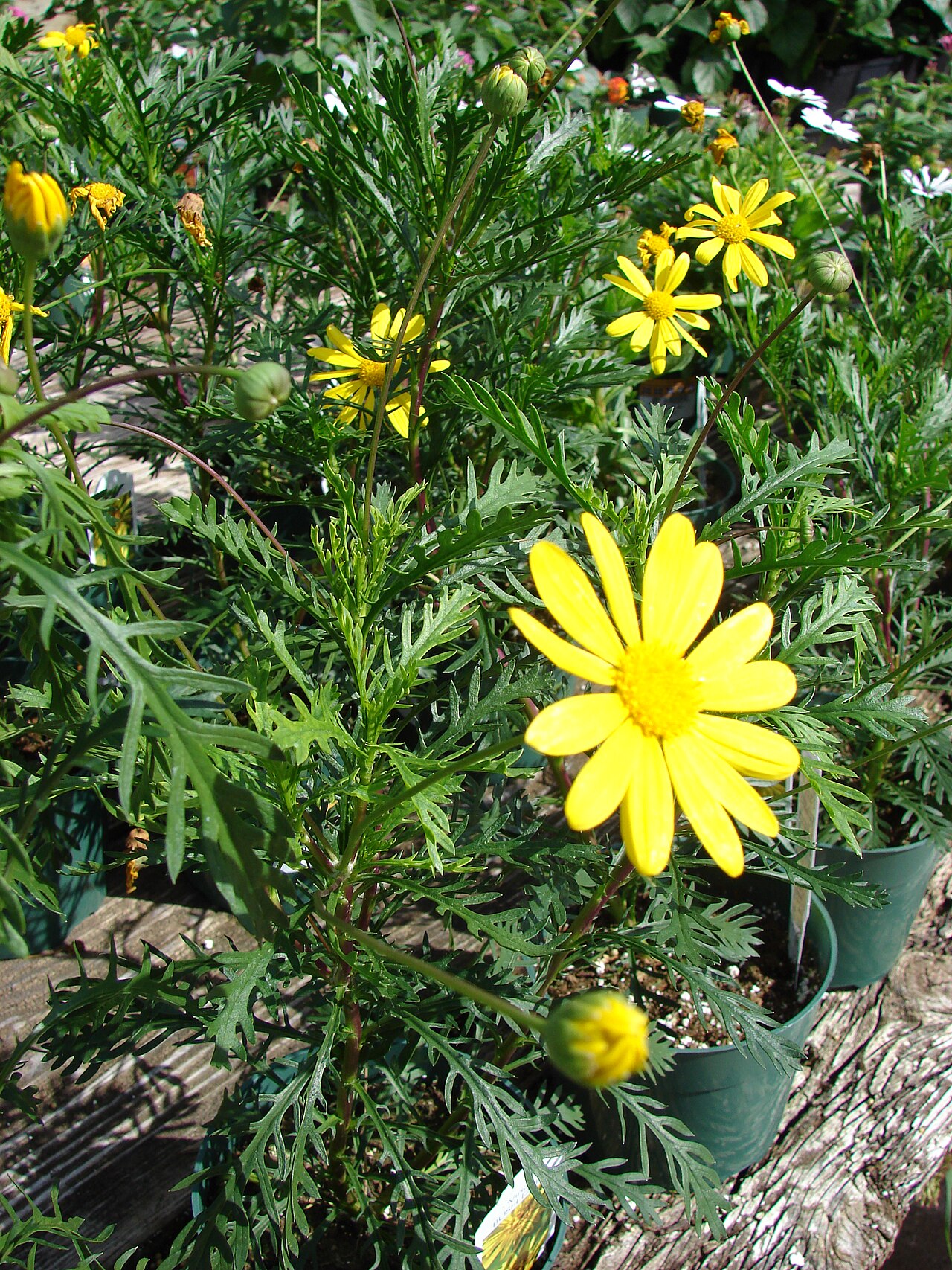 Euryops chrysanthemoides