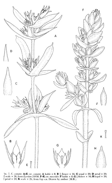 Crassula connata