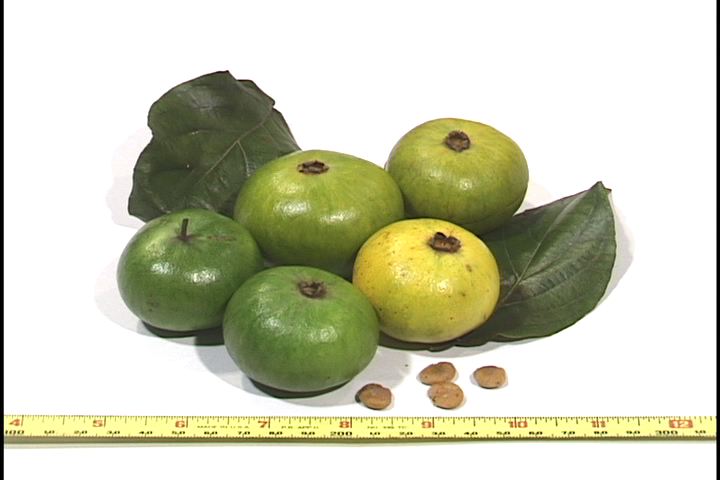 Campomanesia lineatifolia
