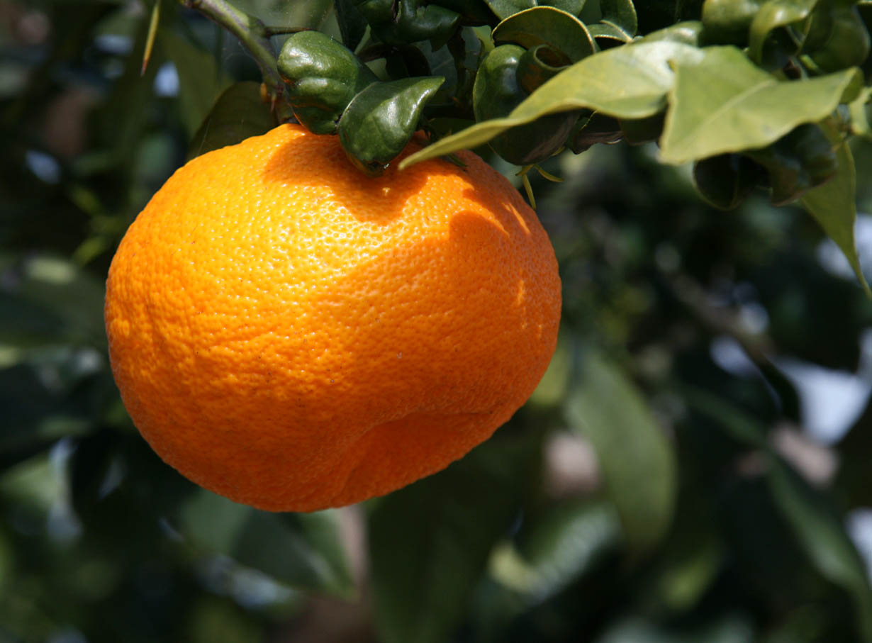 Citrus ×daidai