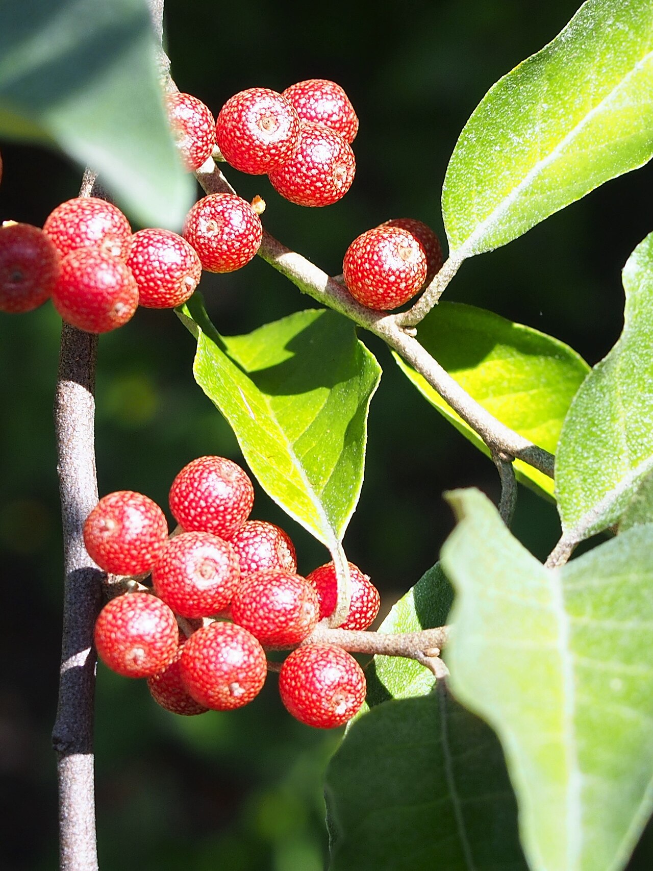Elaeagnus umbellata