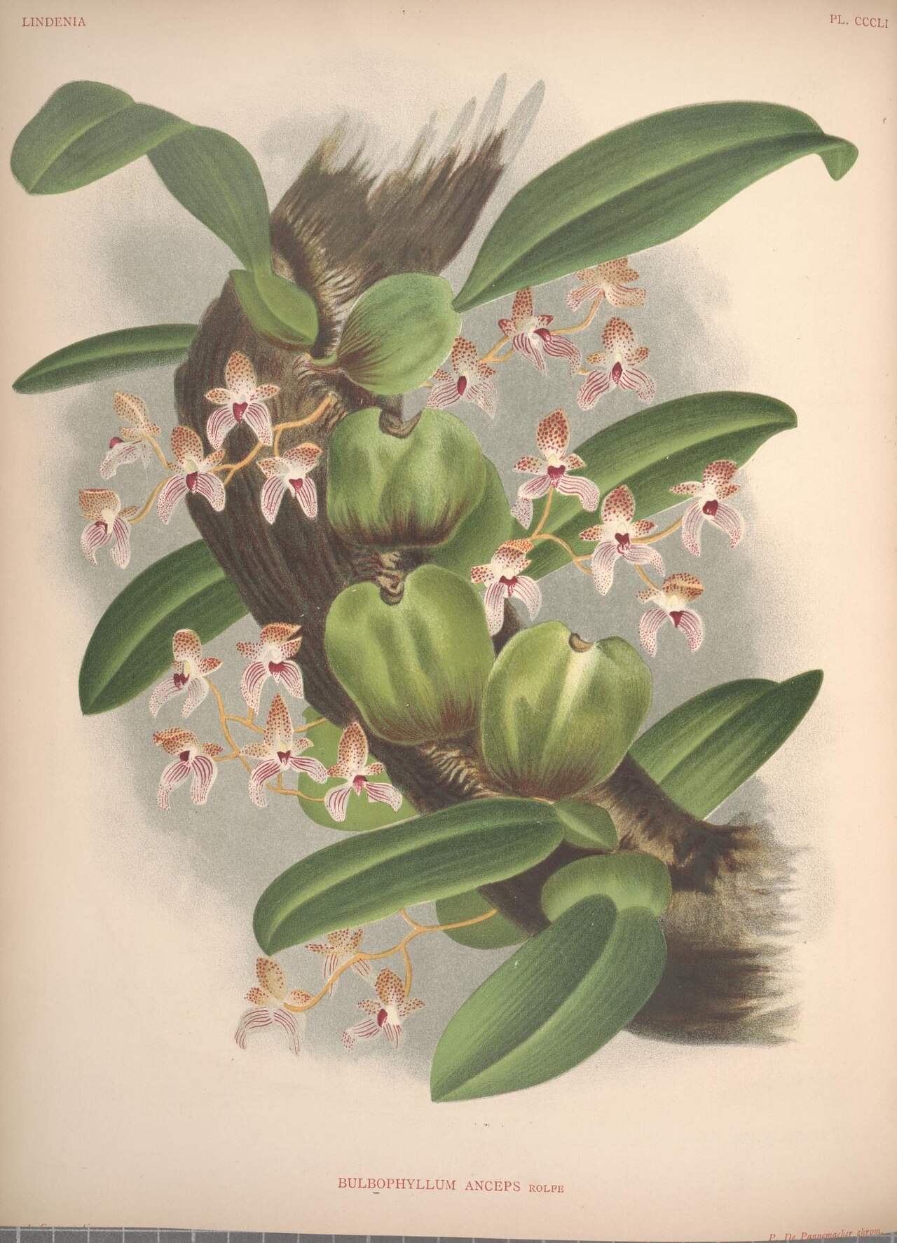 Bulbophyllum anceps