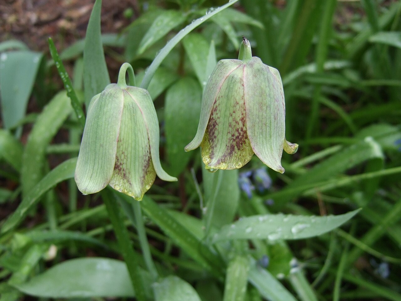 Fritillaria kotschyana