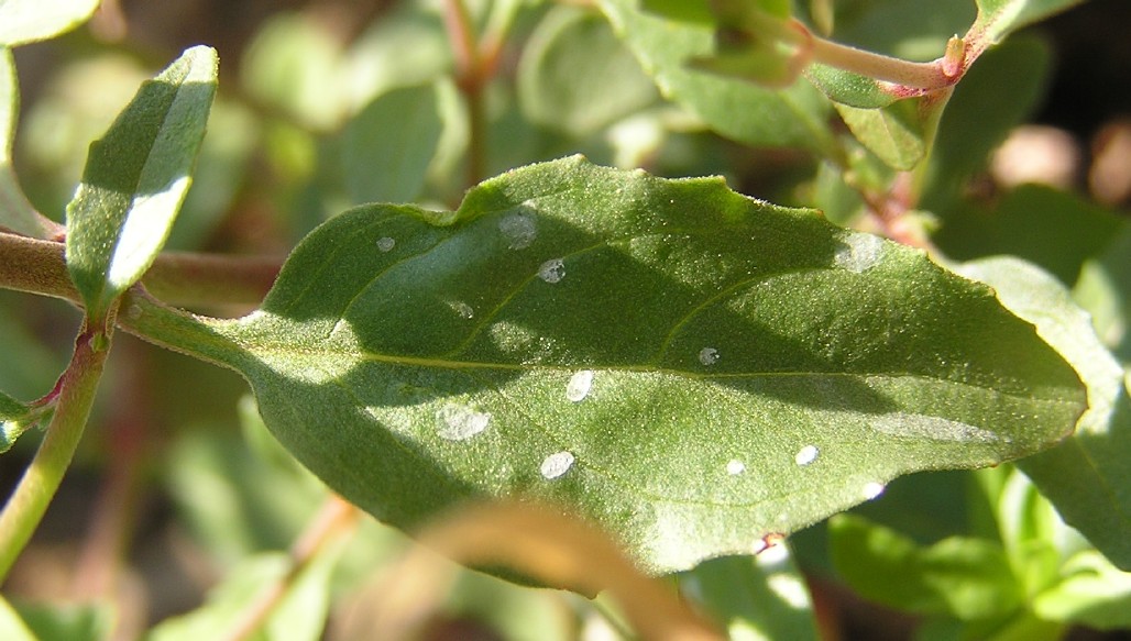 Epilobium lanceolatum