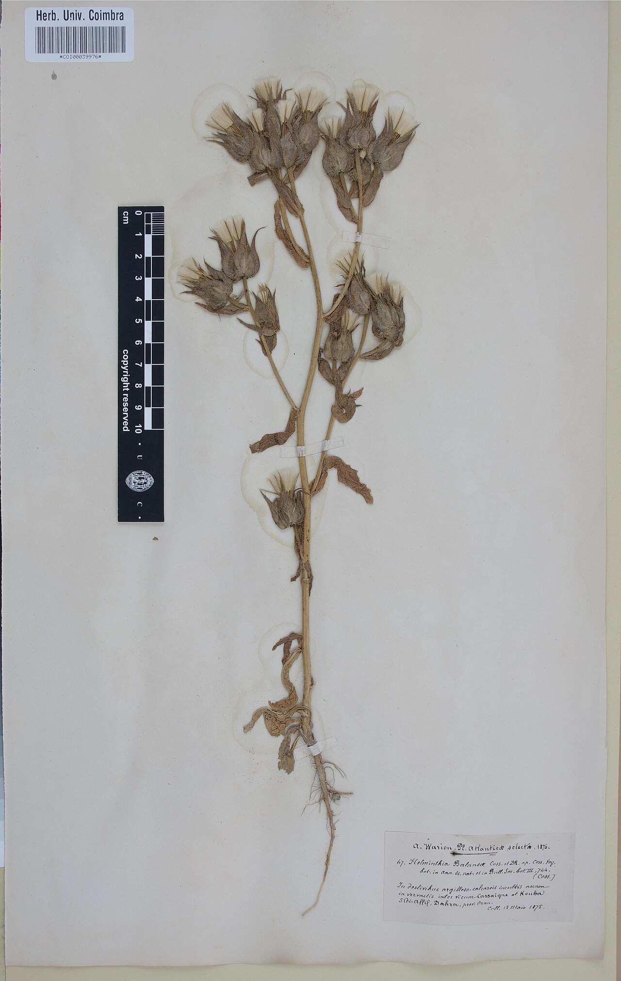 Helminthotheca balansae
