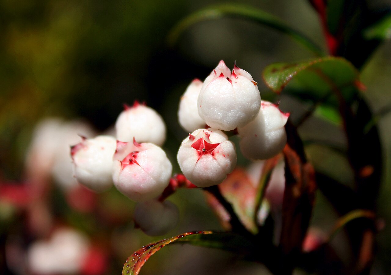Copperleaf snowberry