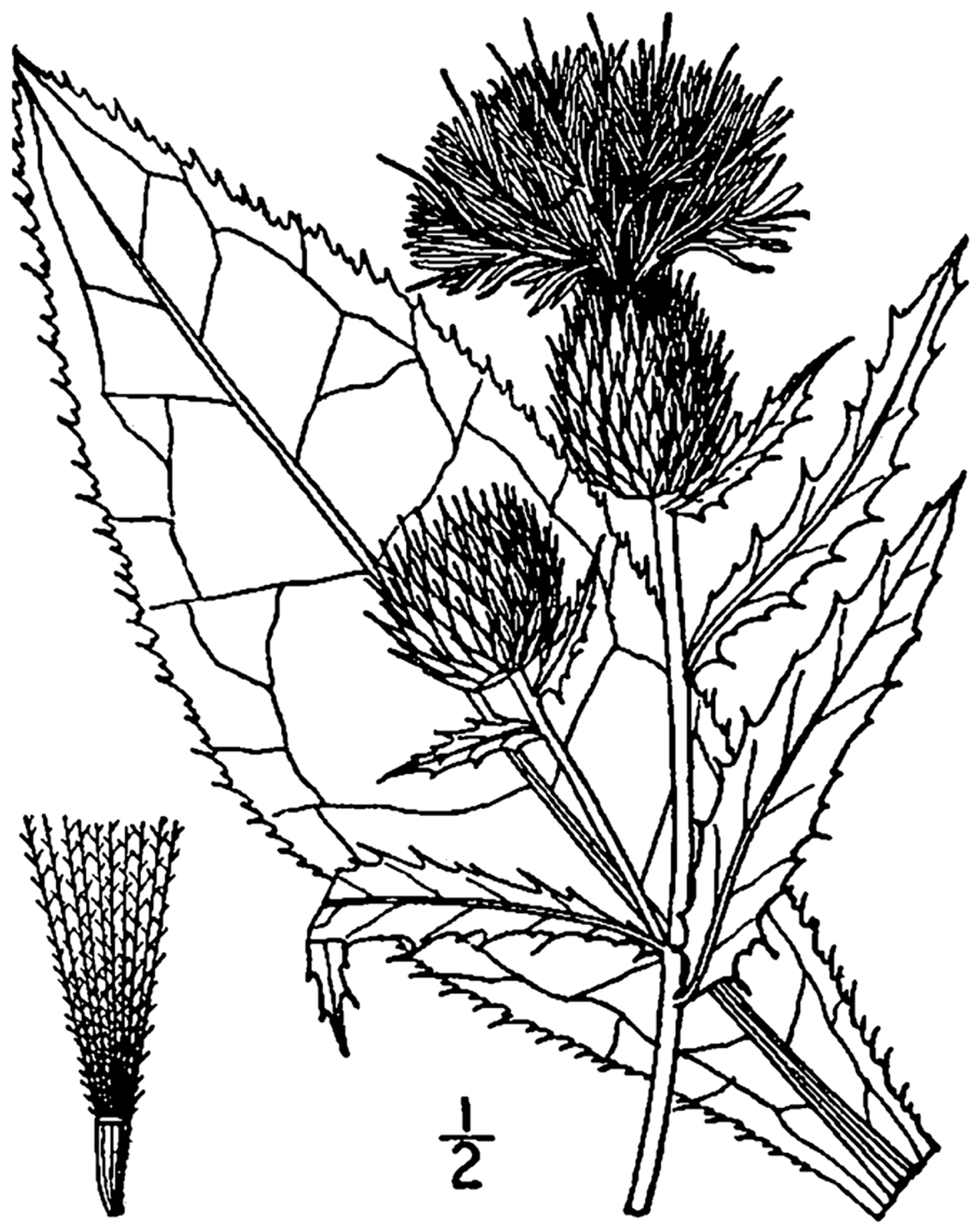Cirsium altissimum
