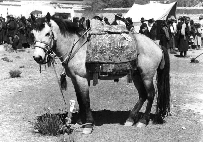 Tibetan pony
