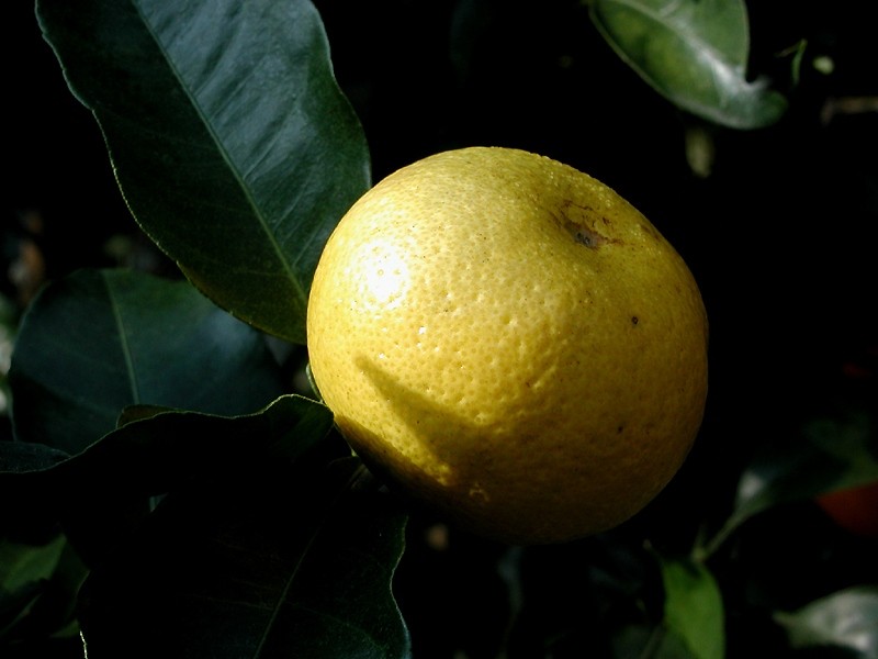Citrus sphaerocarpa