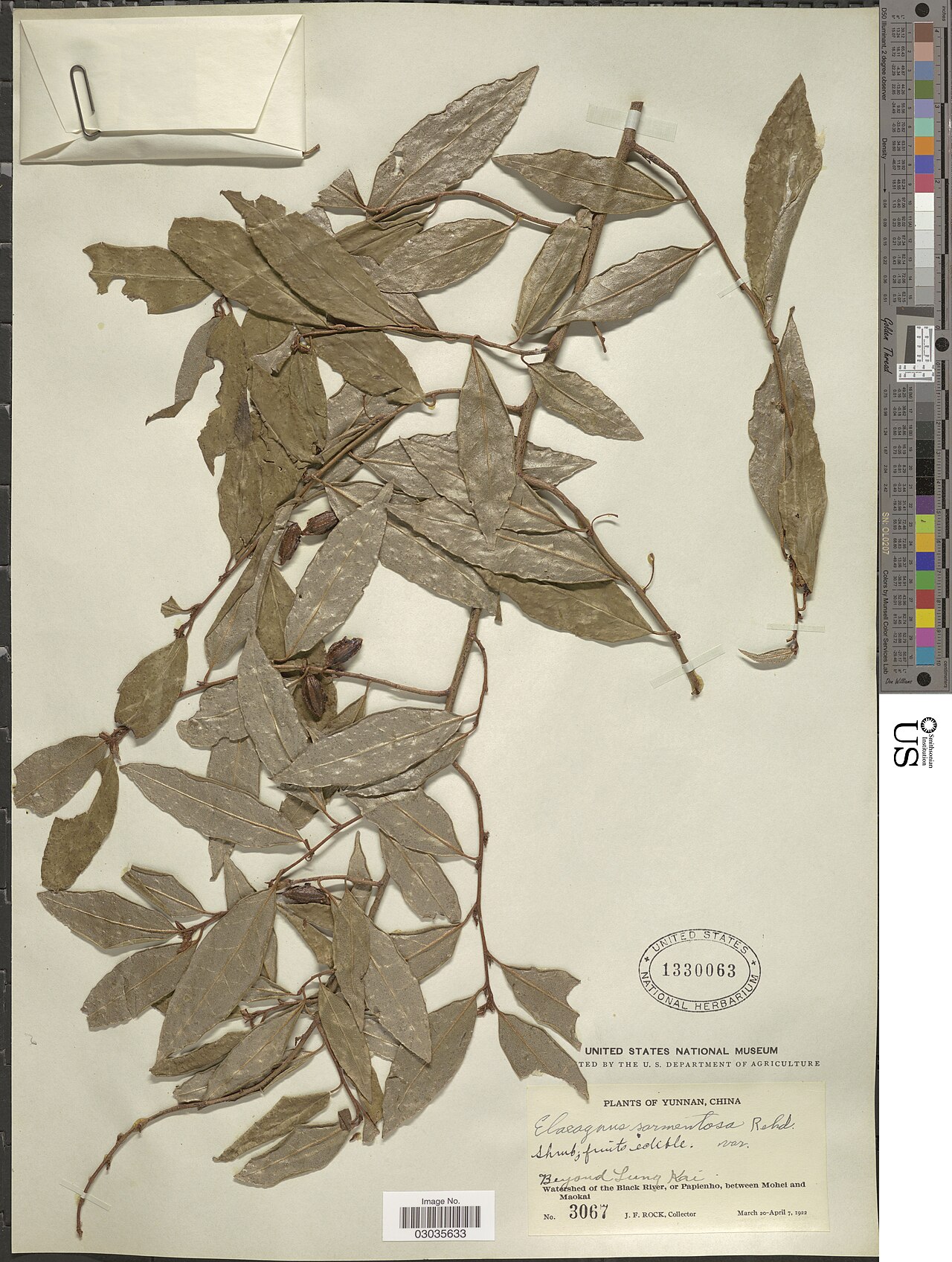 Elaeagnus sarmentosa
