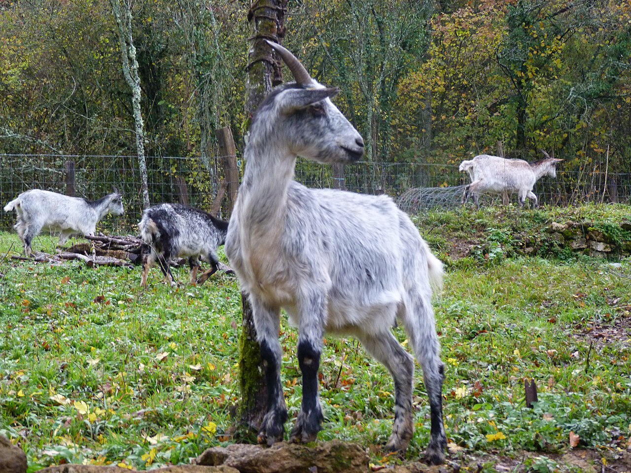 Chèvre de Lorraine