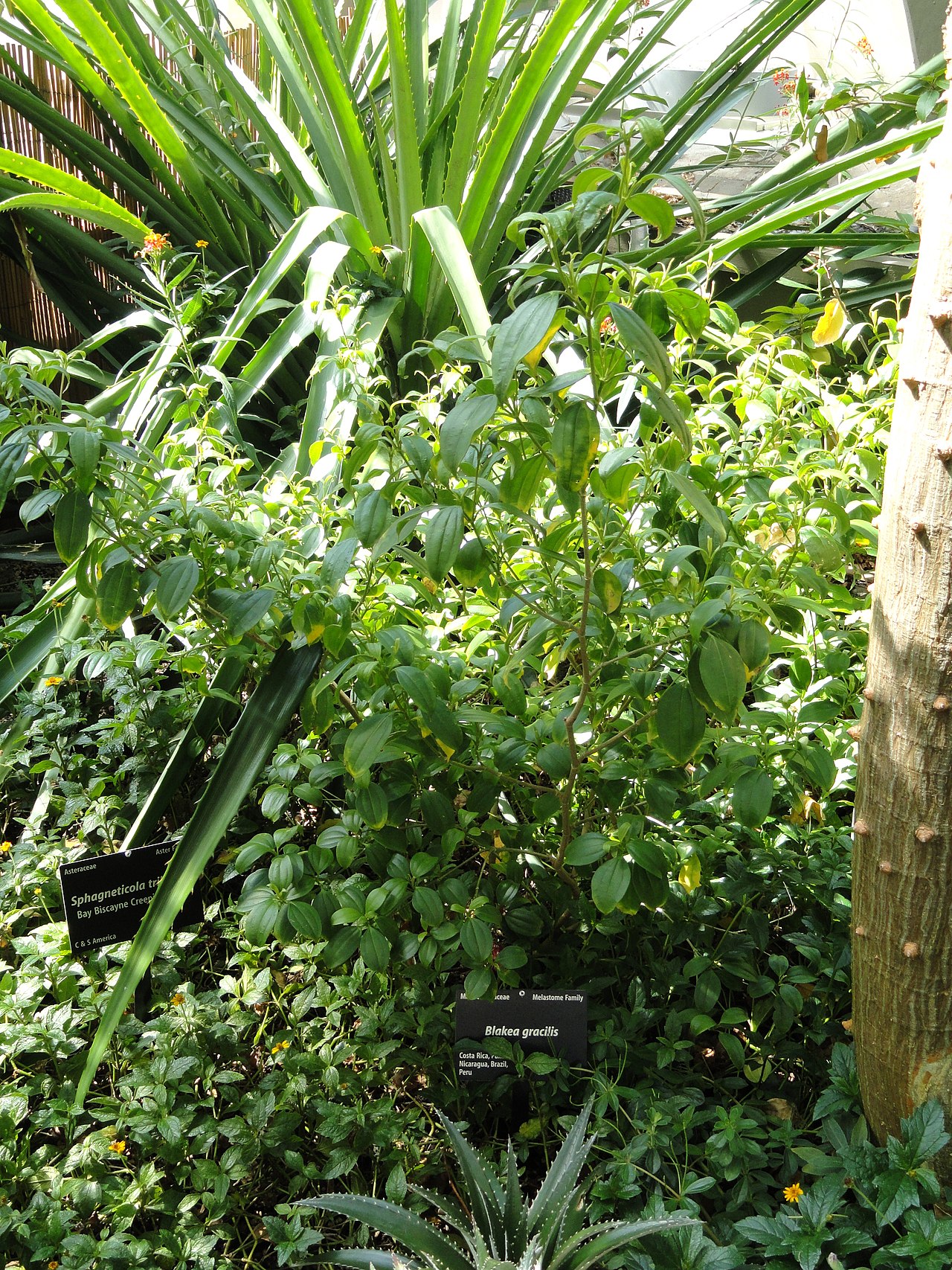 Blakea gracilis