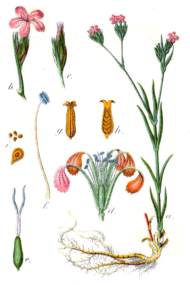 Dianthus armeria