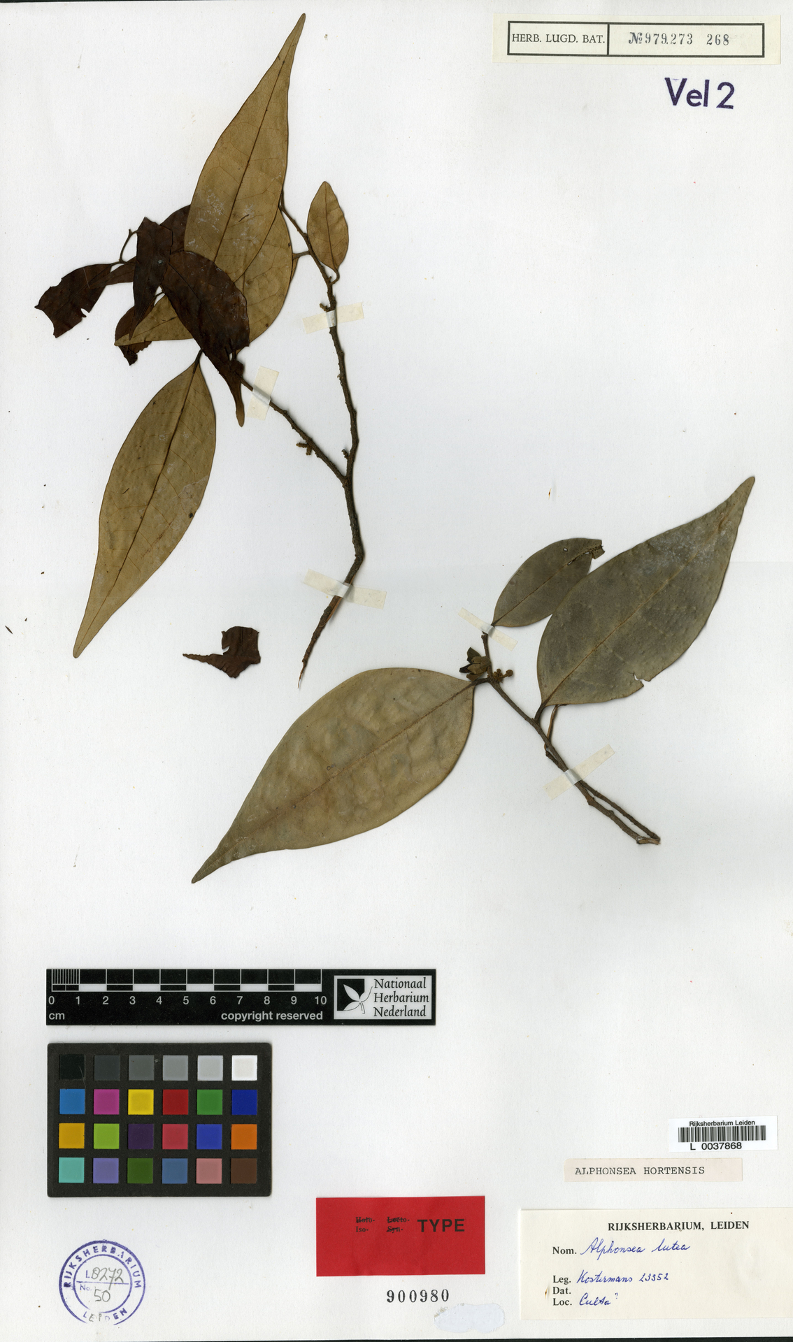 Alphonsea philastreana